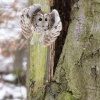 Pustik obecny - Strix aluco - Tawny Owl 4615